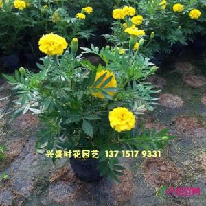 万寿菊