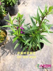 香彩雀