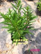 香彩雀